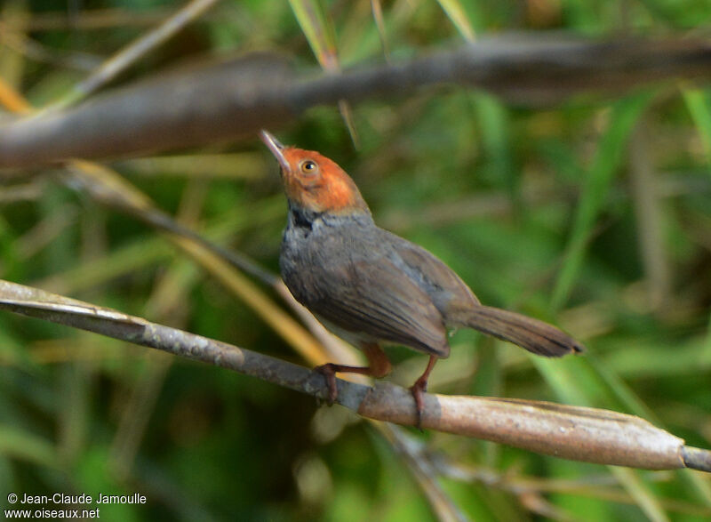 Ashy Tailorbird