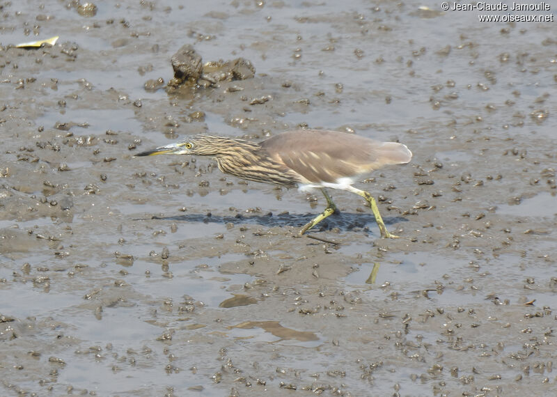 Indian Pond Heronadult post breeding