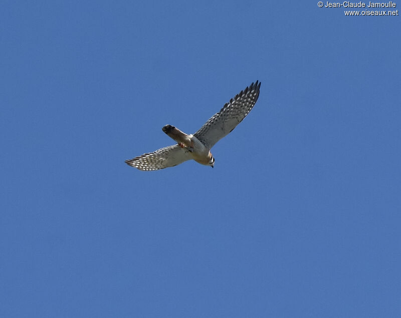 American Kestrel