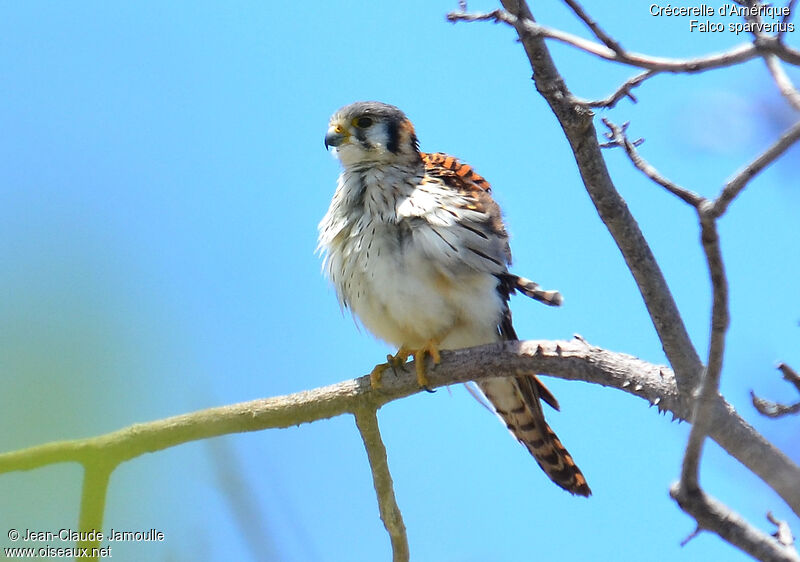 American Kestrel, identification