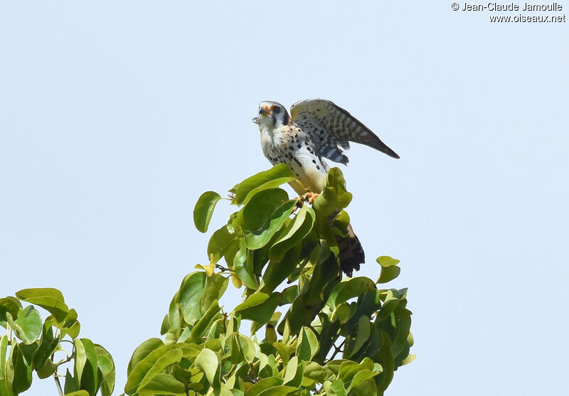 American Kestrel