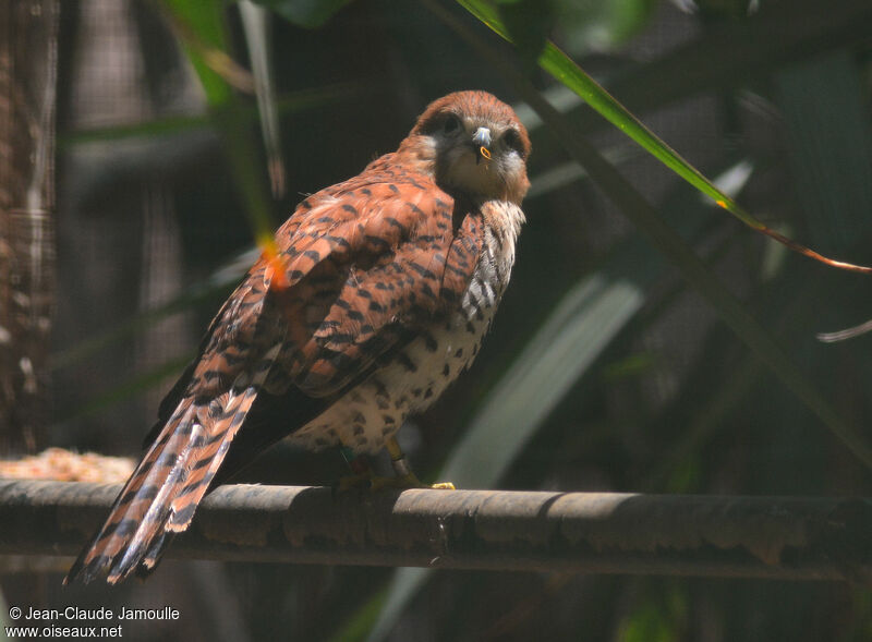 Mauritius Kestrel