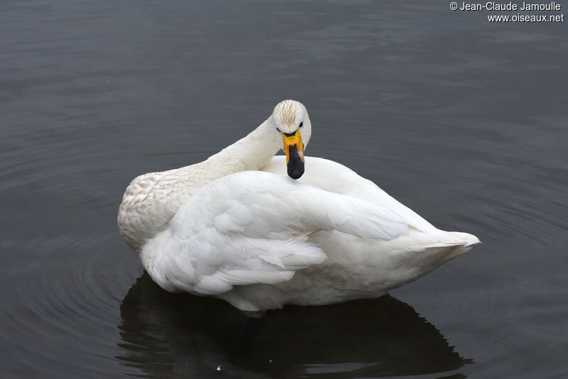 Cygne chanteuradulte nuptial