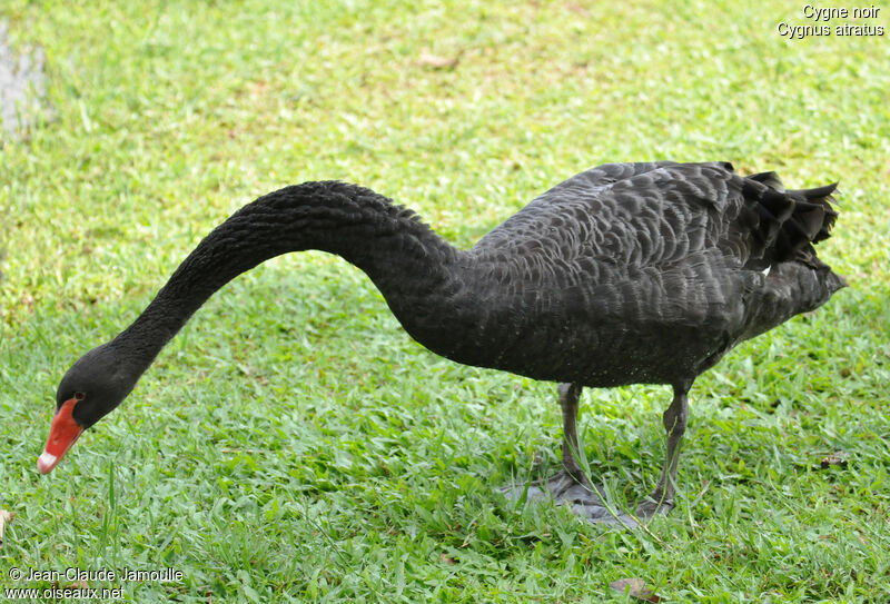 Cygne noiradulte, Comportement