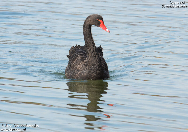 Cygne noir, Comportement