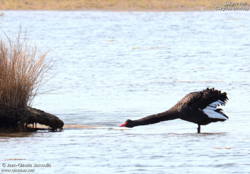 Cygne noir, Comportement