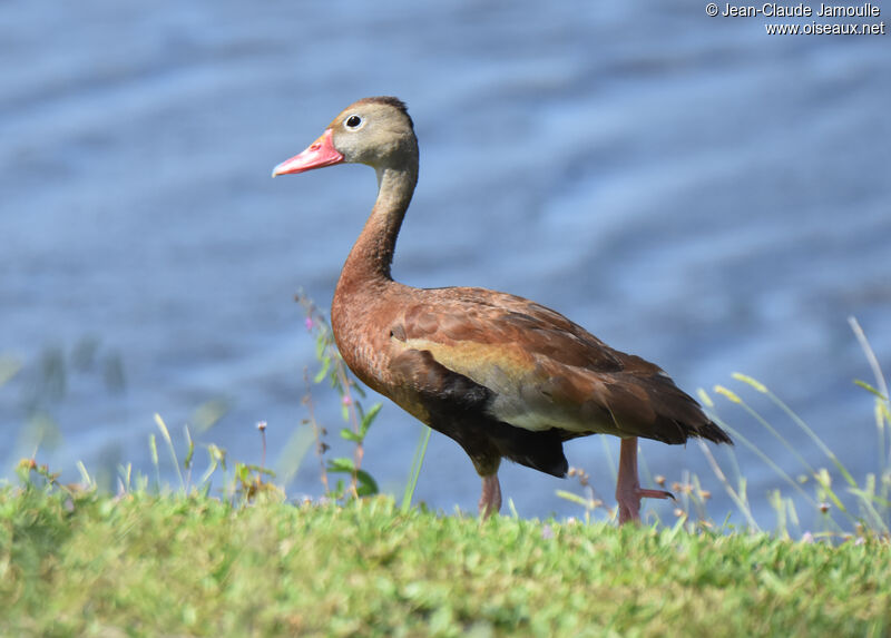 Black-bellied Whistling Duckadult