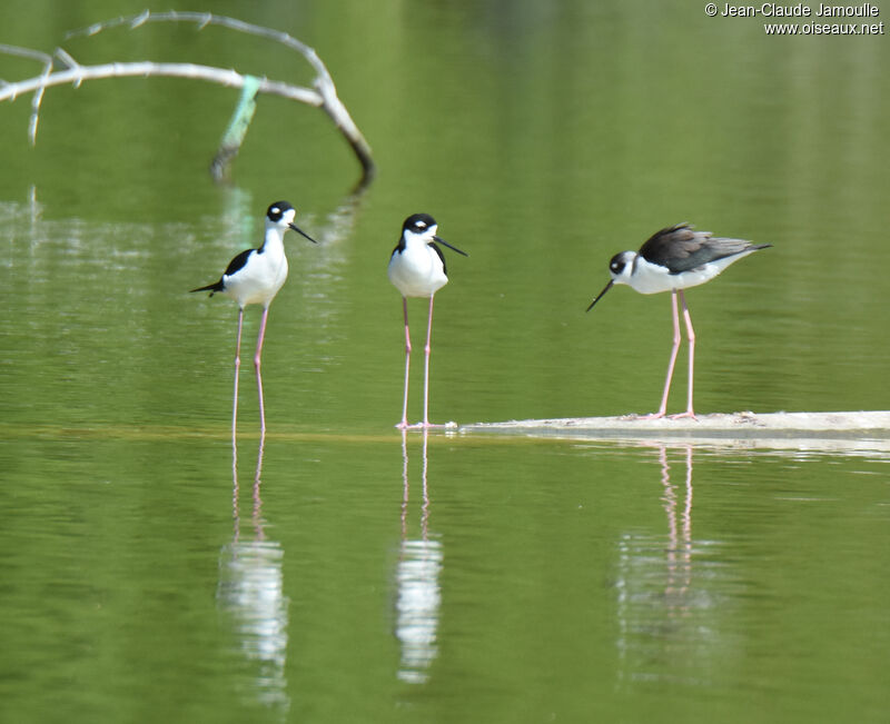 Black-necked Stilt