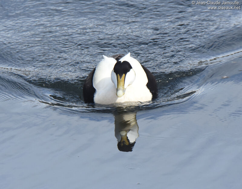 Eider à duvet mâle adulte nuptial