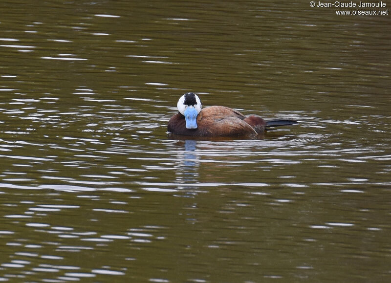 White-headed Duck male, swimming