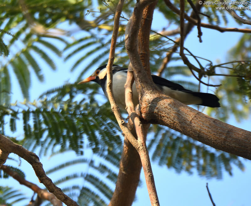 Indian Pied Mynaadult