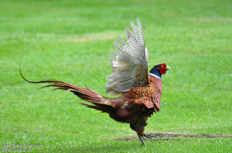 Common Pheasant male adult, Behaviour