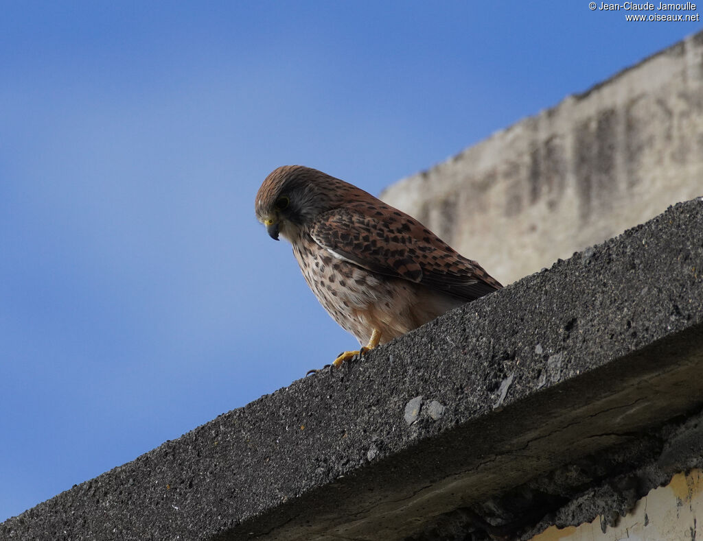 Faucon crécerelle femelle adulte