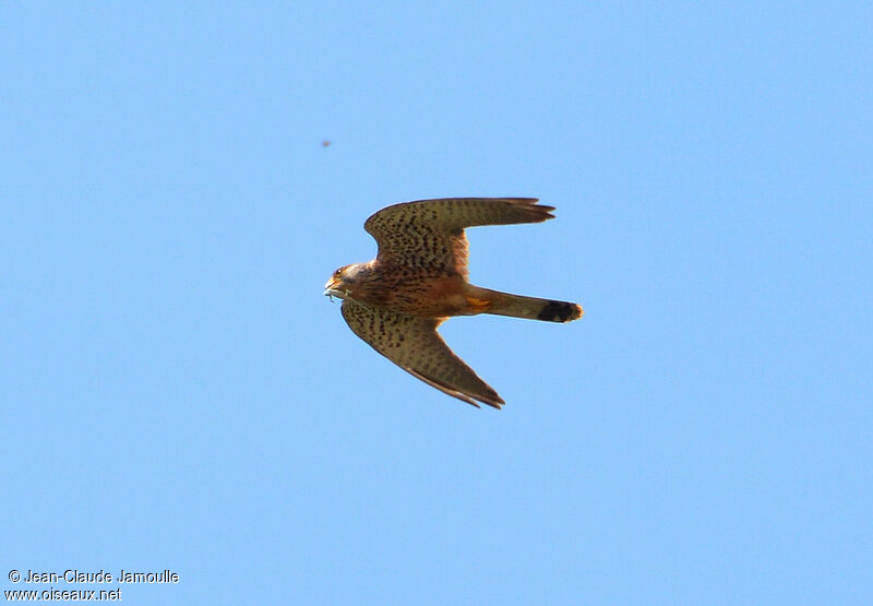 Common Kestrel male adult, feeding habits