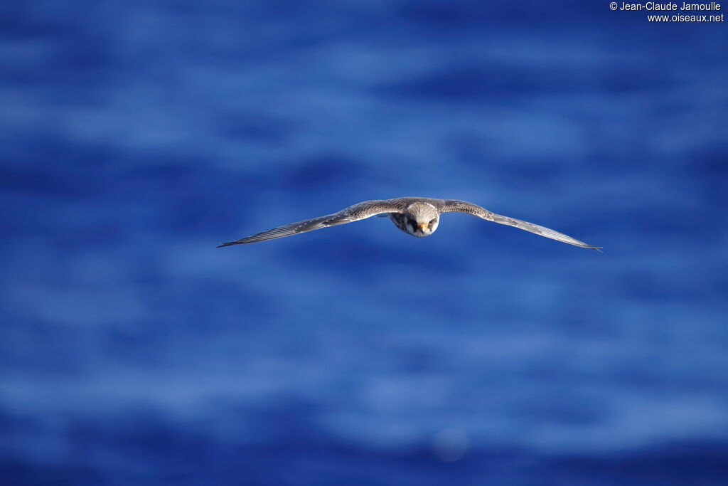 Faucon kobez femelle adulte, Vol