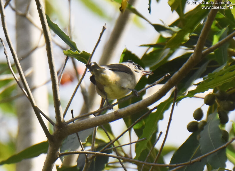 Eurasian Blackcap male adult