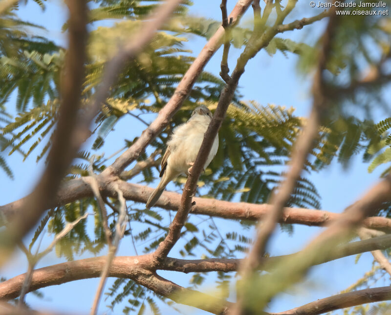 Lesser Whitethroat