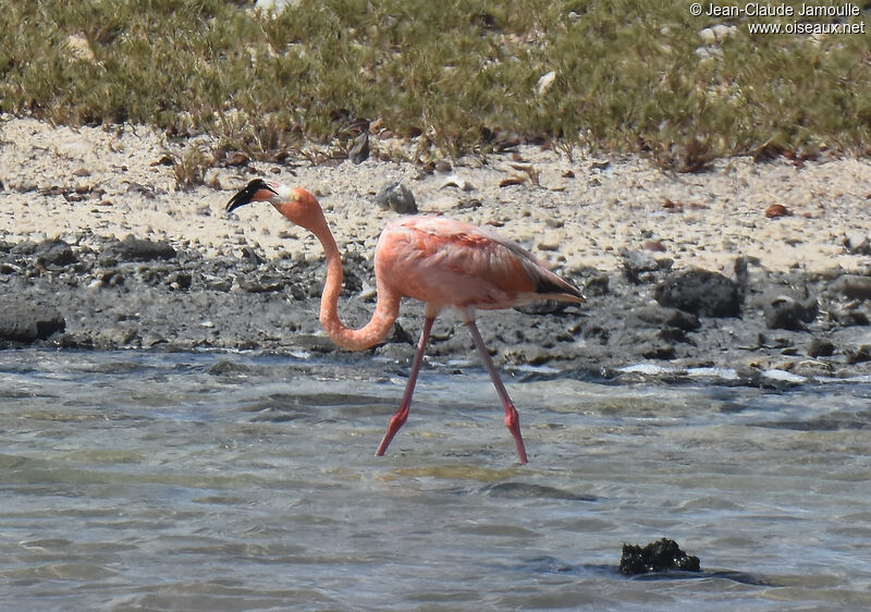 Flamant des Caraïbes