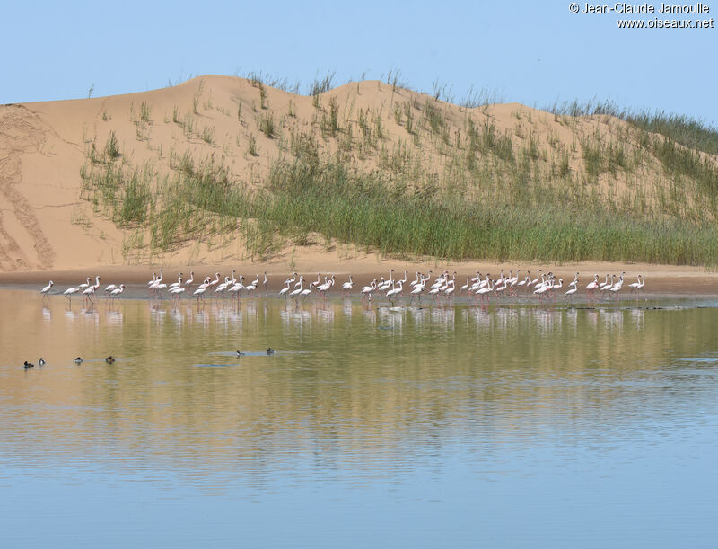 Lesser Flamingo