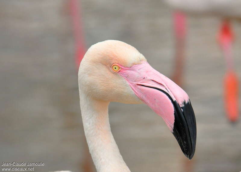 Flamant roseadulte