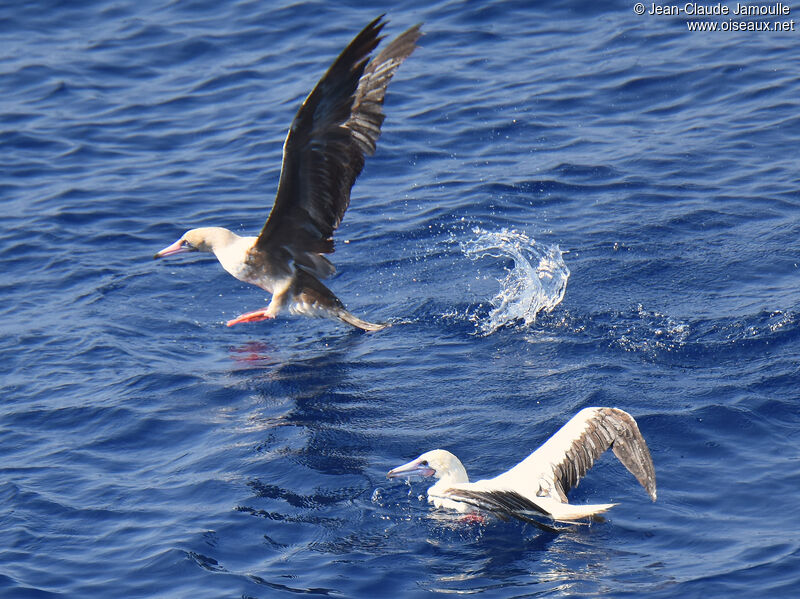 Fou à pieds rouges