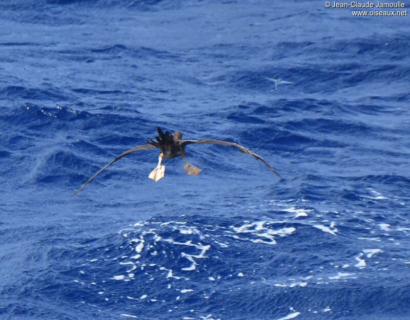 Fou brunadulte, pêche/chasse