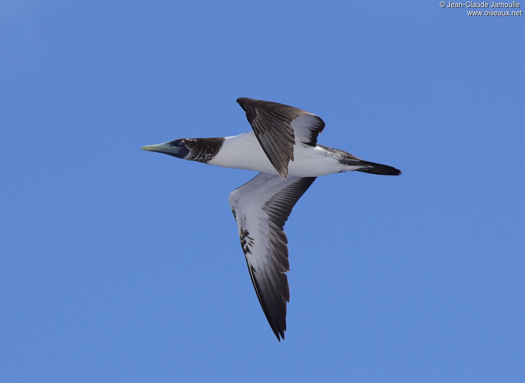 Fou masquéimmature, Vol