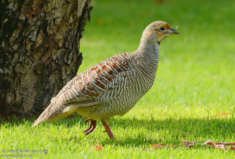 Francolin gris femelle