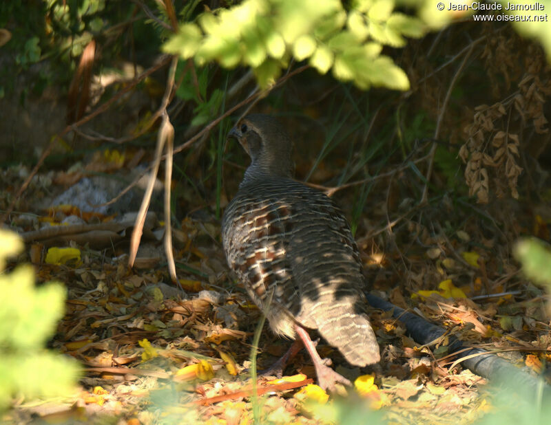 Grey Francolin