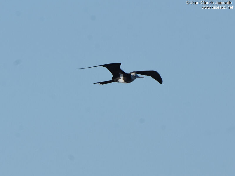 Lesser Frigatebird