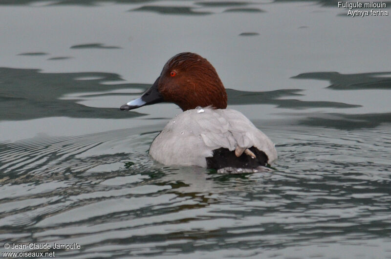 Common Pochard male adult post breeding