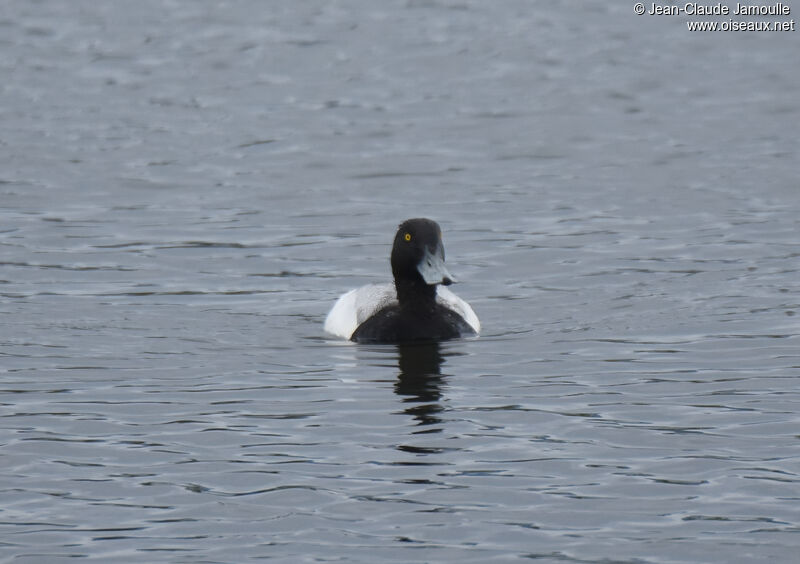 Greater Scaup male adult