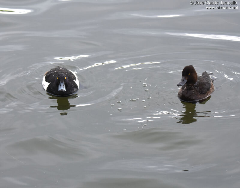 Tufted Duckadult