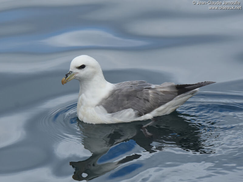 Fulmar boréaladulte