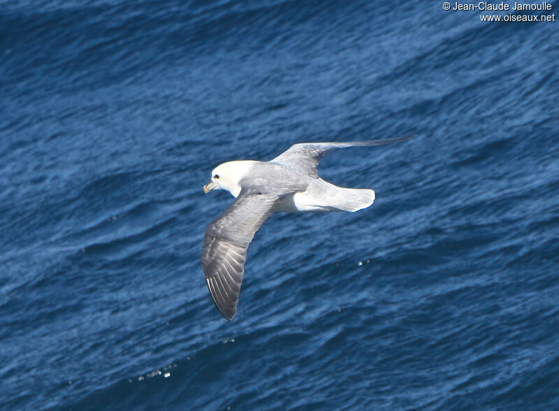 Fulmar boréaladulte, Vol