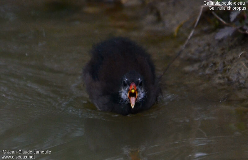 Gallinule poule-d'eaujuvénile, Comportement