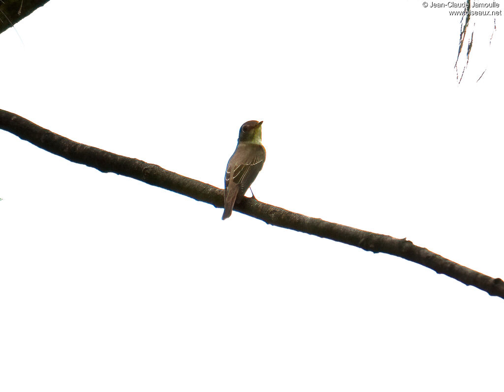 Asian Brown Flycatcher