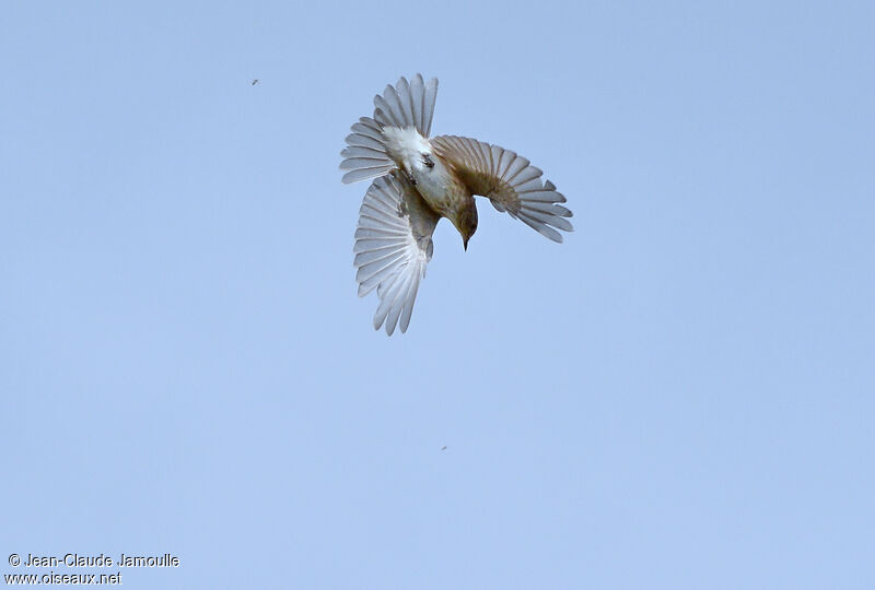 Spotted Flycatcher