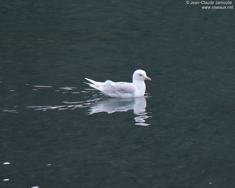 Goéland à ailes blanchesadulte