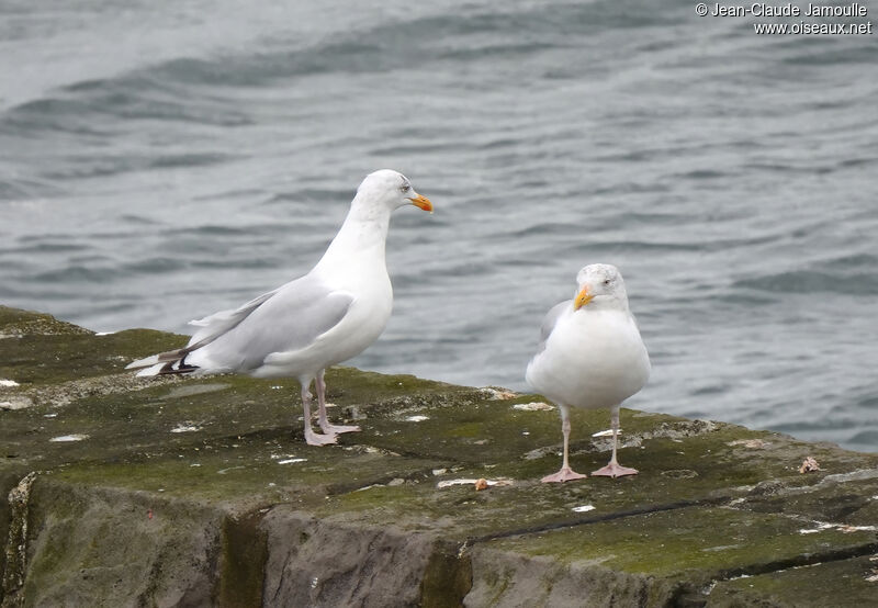 European Herring Gulladult