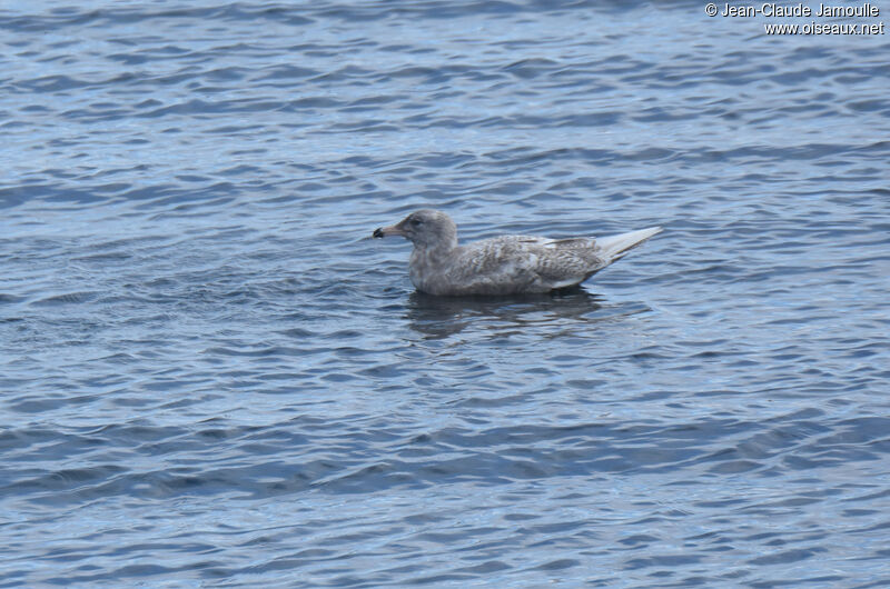 Glaucous GullFirst year