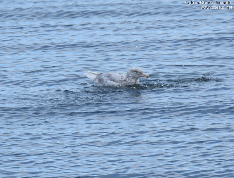 Glaucous GullSecond year