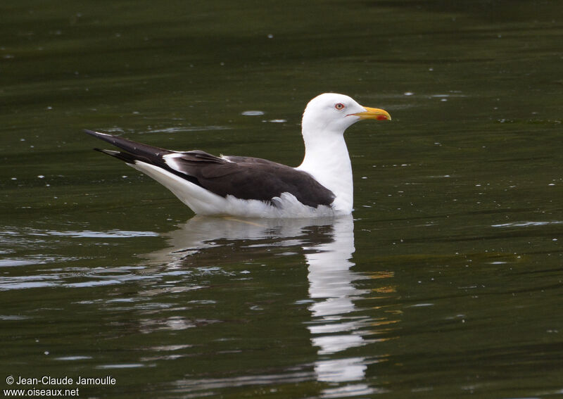 Goéland brun (graellsii)