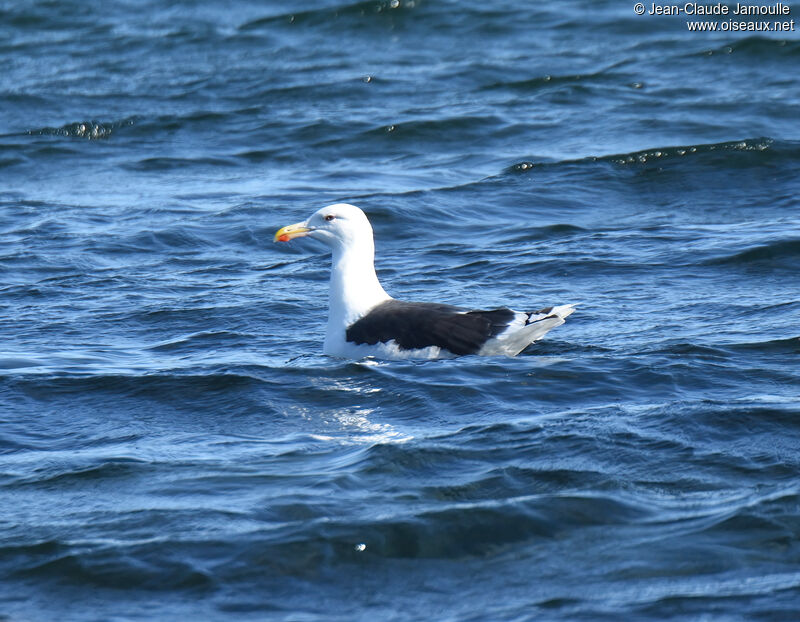 Goéland marinadulte