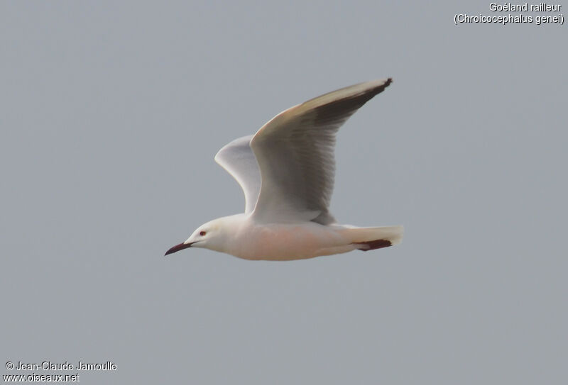 Slender-billed Gull, Flight