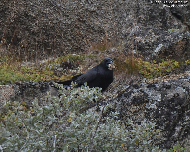 Northern Ravenadult