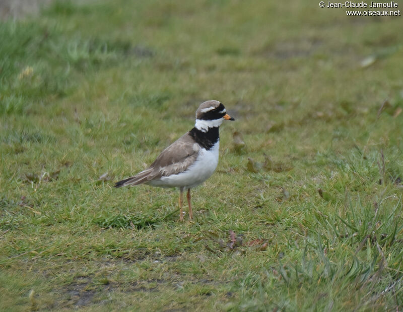 Common Ringed Plover male adult breeding