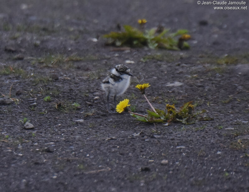 Common Ringed PloverPoussin