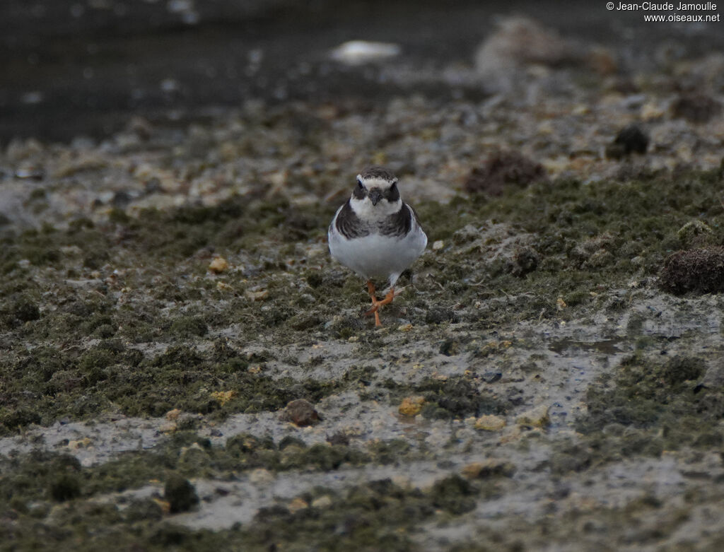 Grand Gravelot - Pluvier grand-gravelot<br />