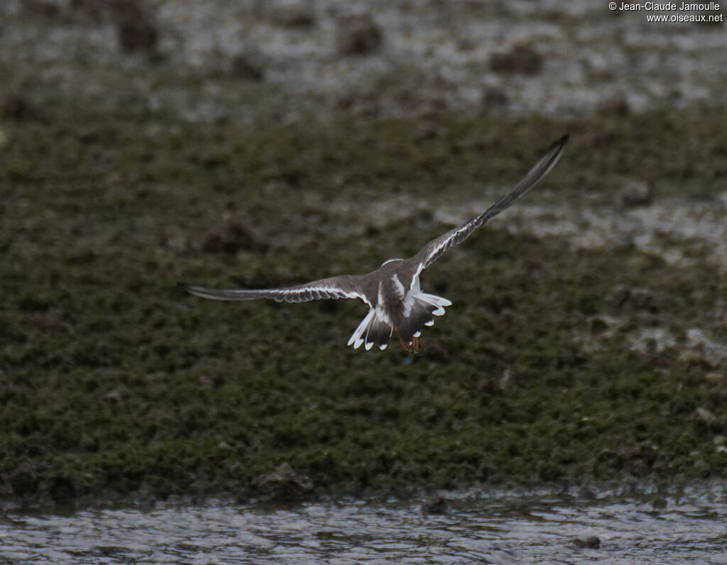 Grand Gravelot - Pluvier grand-gravelot<br />